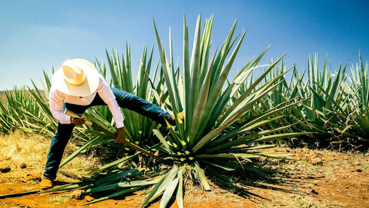 Agaves y Medio Ambiente: El Reto de la Sustentabilidad en la Industria del Destilado